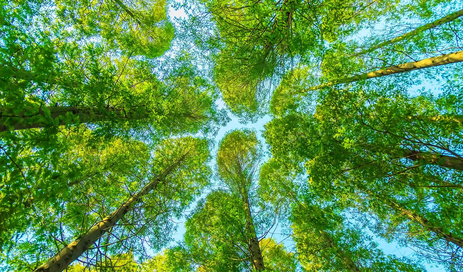 Protezione dell'ambiente